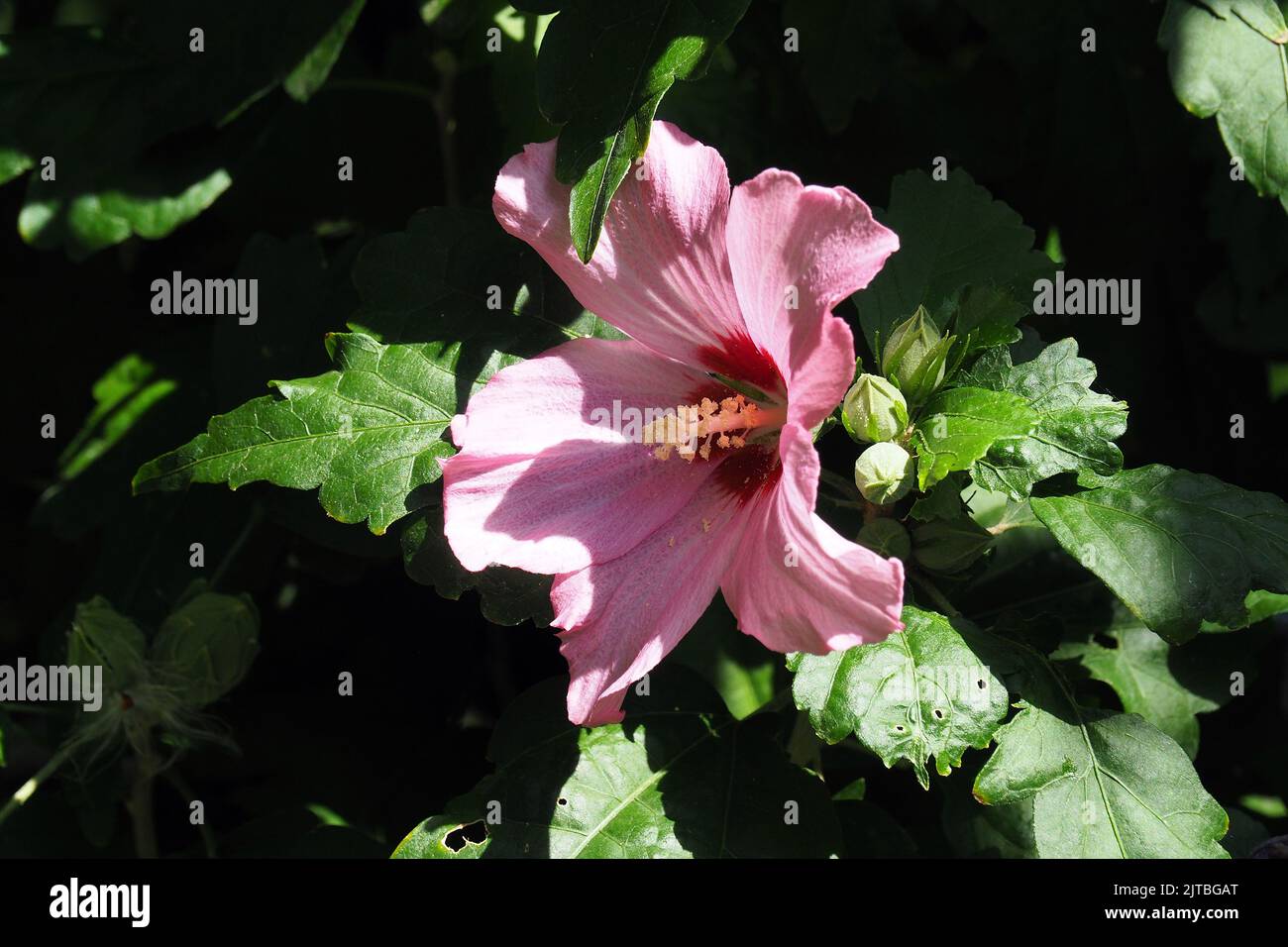 Korean rose, Syrian ketmia, shrub althea, rose mallow, Straucheibisch