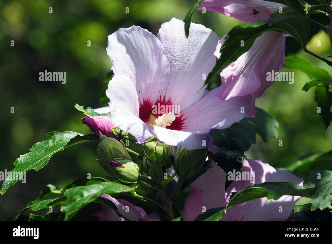Korean rose, Syrian ketmia, shrub althea, rose mallow, Straucheibisch