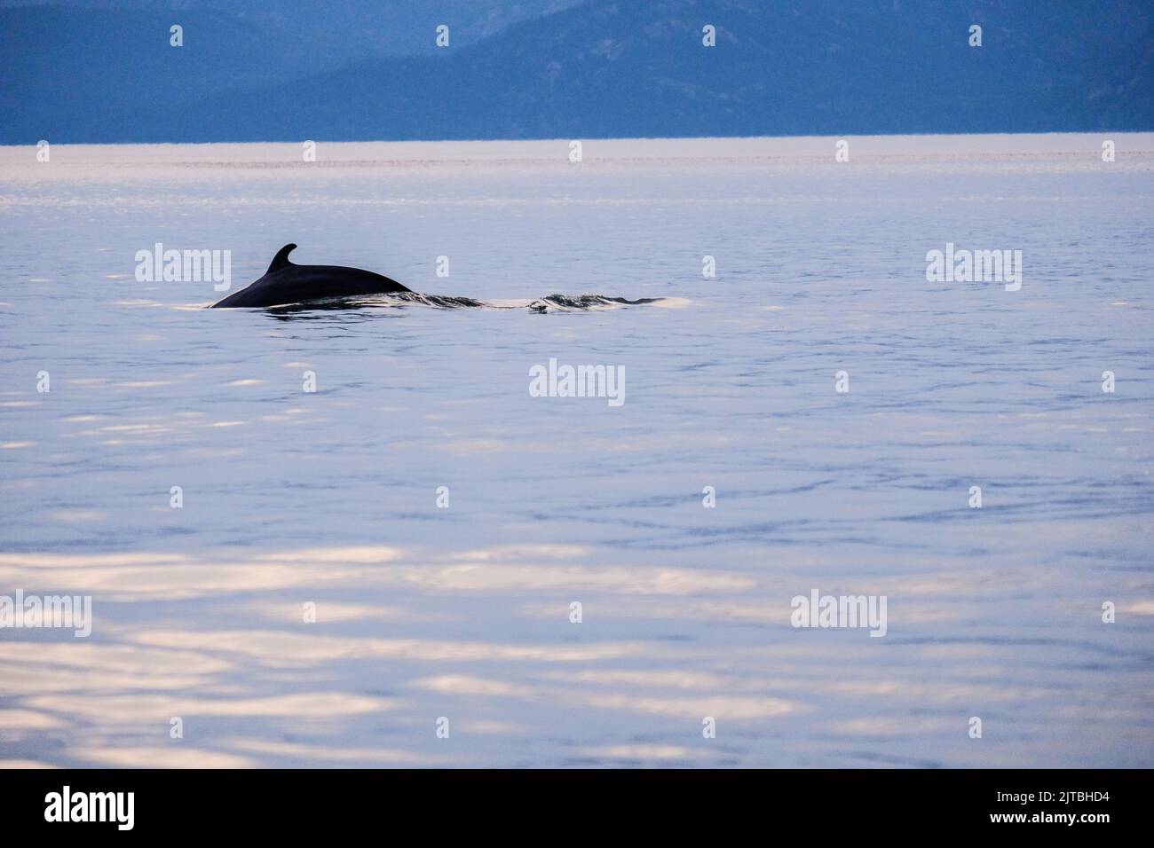 Minke whale St. Lawrence river near the Saguenay Fjord, Quebec, Canada. Stock Photo