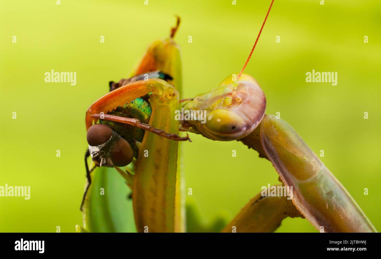 Ukraine, Kharkiv, praying mantis, insect, food, macro photography Stock