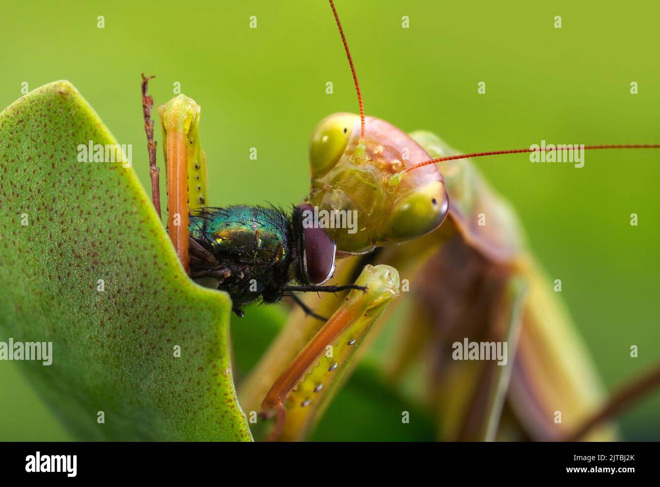 Cannibal insects hi-res stock photography and images - Alamy