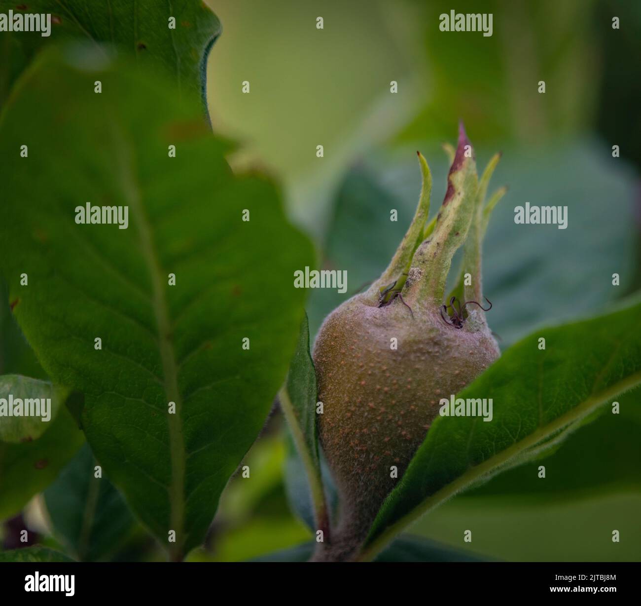 Medlar fruit on tree with fresh green leafs in middle of hot summer Stock Photo