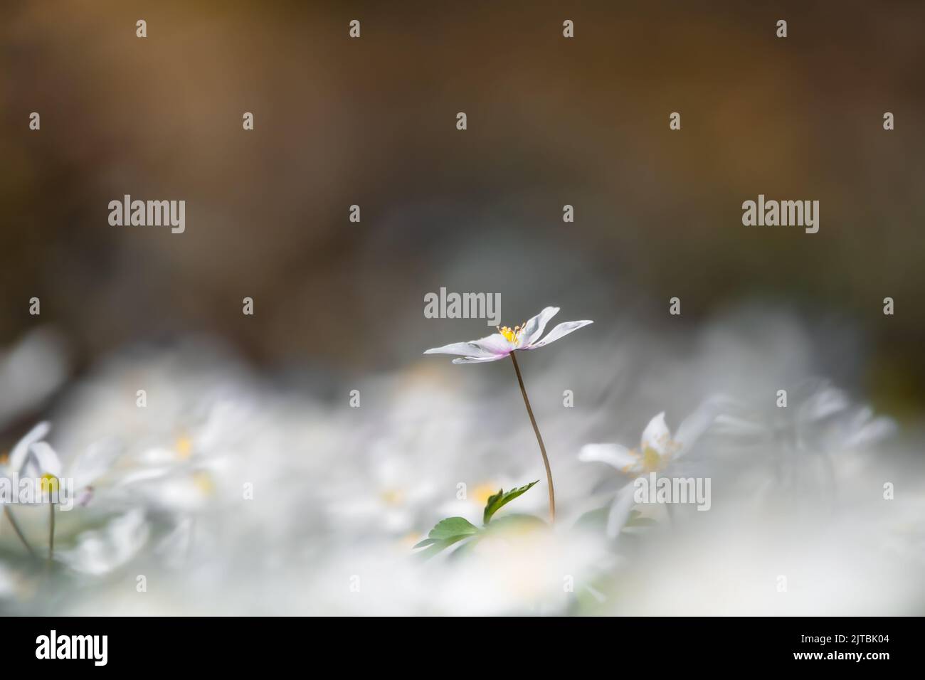 A single wood anemone surrounded by many blurred, macro, low point of view, bokeh, soft Stock Photo