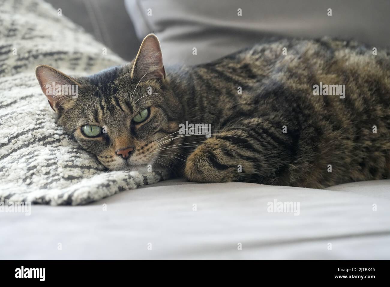 A closeup shot of a cat with green eyes lying on the bed Stock Photo ...