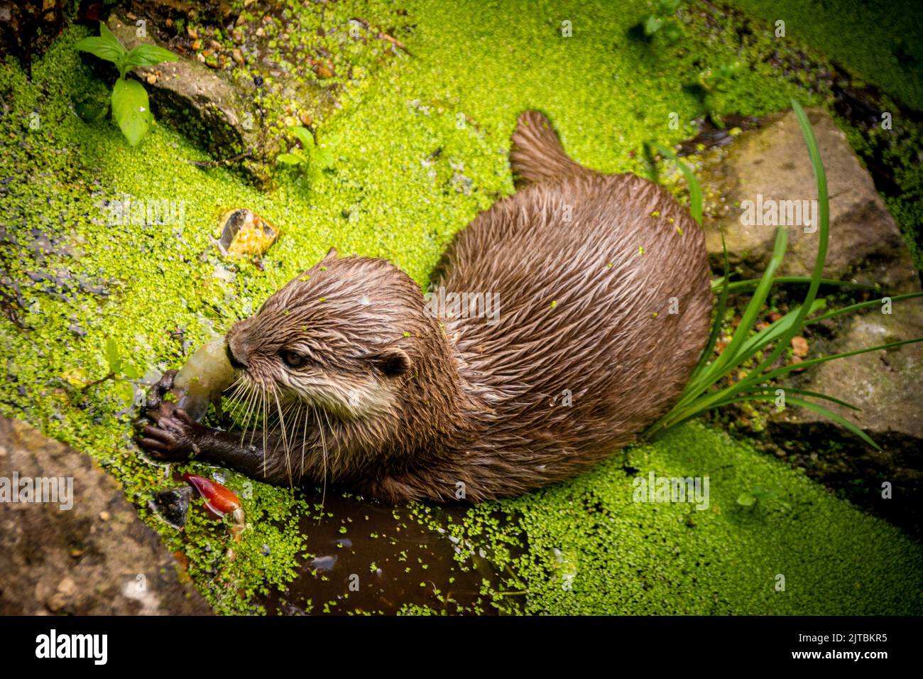 Otter feeding time at Marwell Zoo Stock Photo Alamy