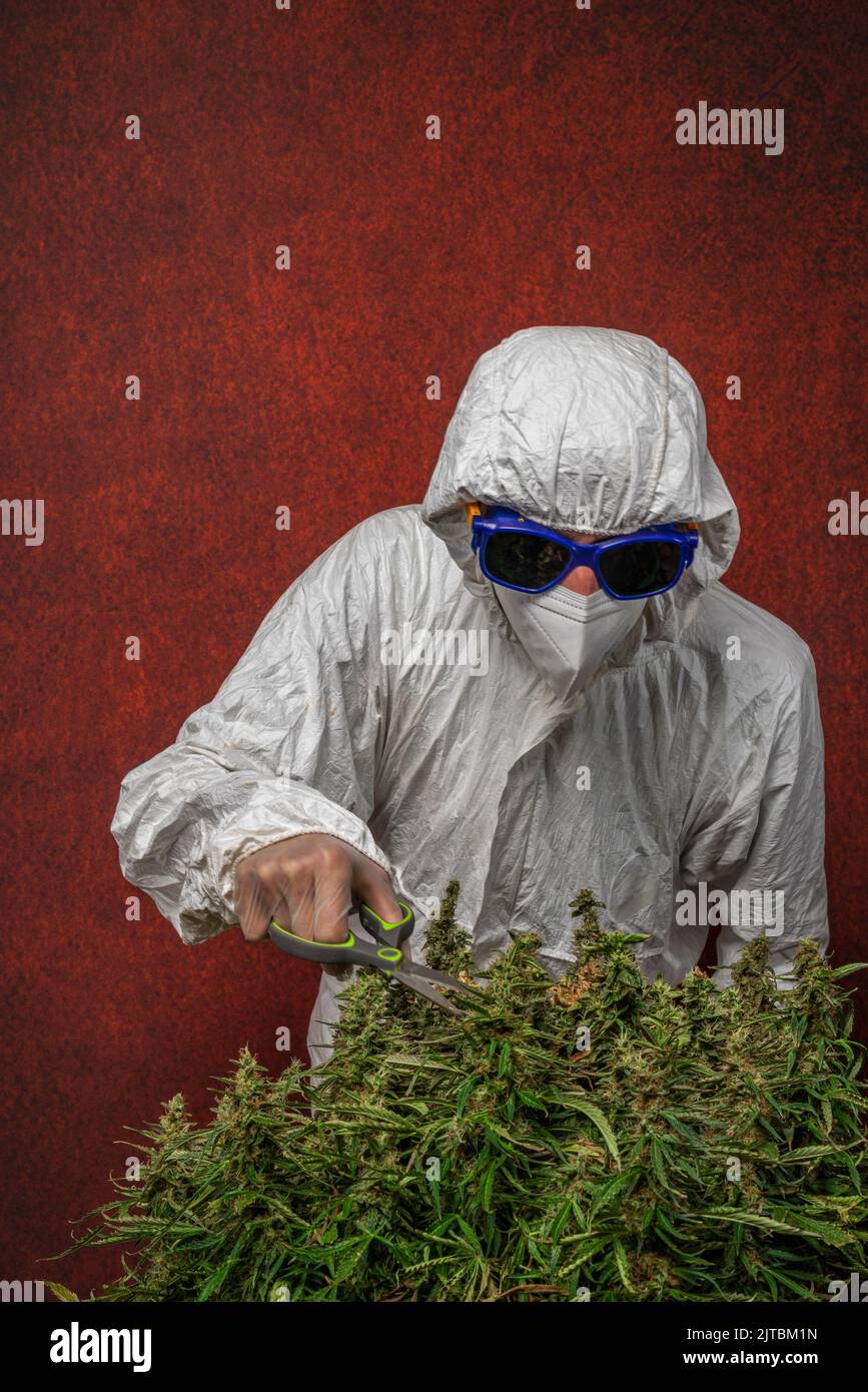 Cannabis leaves & trimming scissors over white - medical marijua Stock  Photo by ©rbspace 144611571