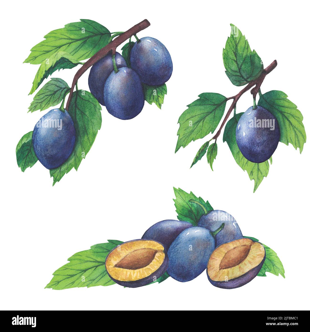 Hand drawn watercolor plum and leaves isolated on white background ...