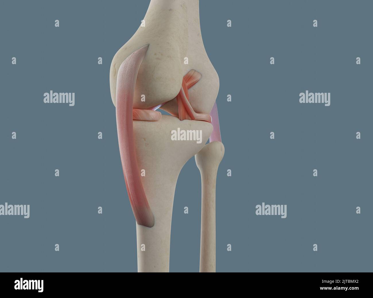 Close view of knee joint. With bones and ligaments, including meniscus. Stock Photo