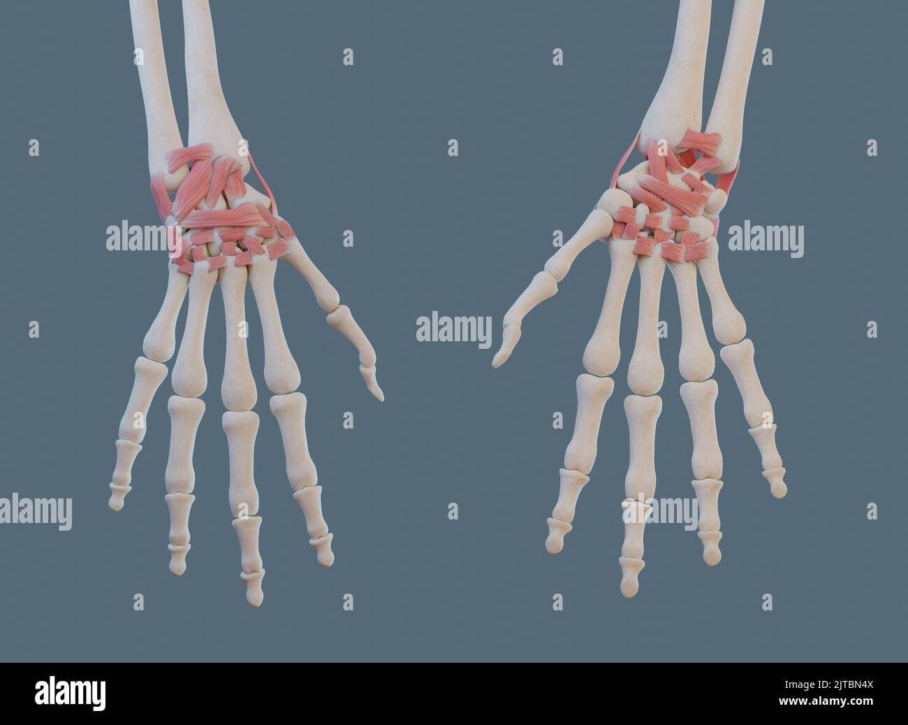 Anterior and posterior views of wrist joint, with ligaments and bones