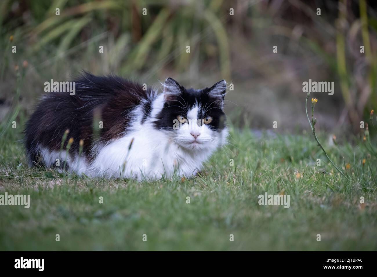 Close up of a Black and White domestic cat (Felis catus) lying on the grass in a residential garden Stock Photo