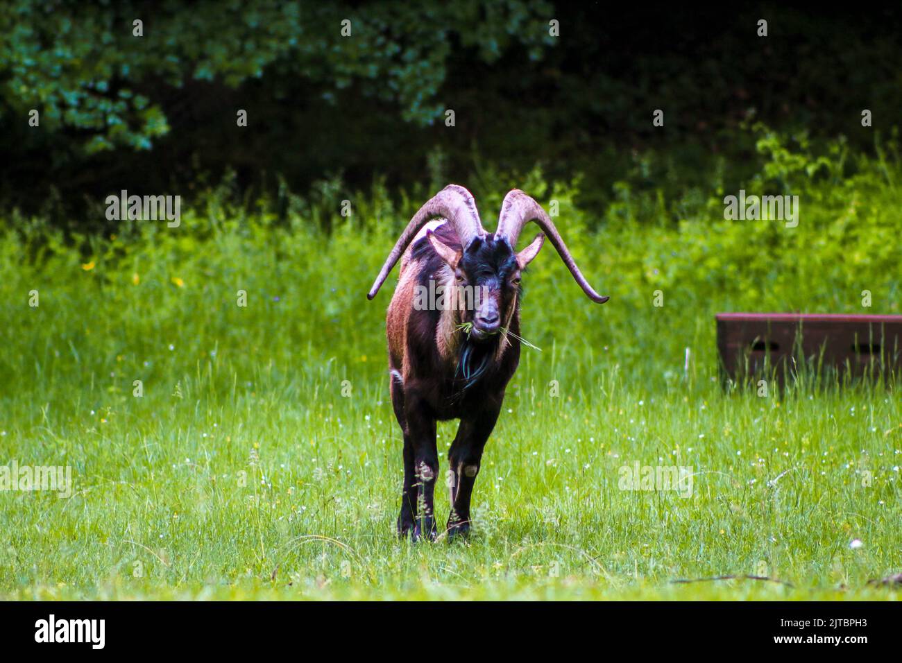 The mountain goat is eating grass in the meadow, selective focus, noise effect Stock Photo