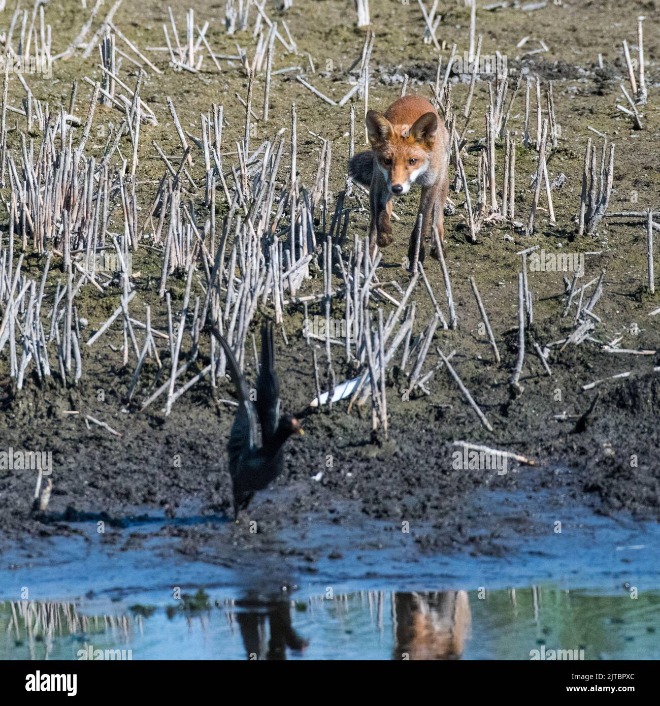 A young fox hunts a moorhen at Magor Marsh, its hot and the marsh is drying up.  Allowing the fox to get close. Stock Photo