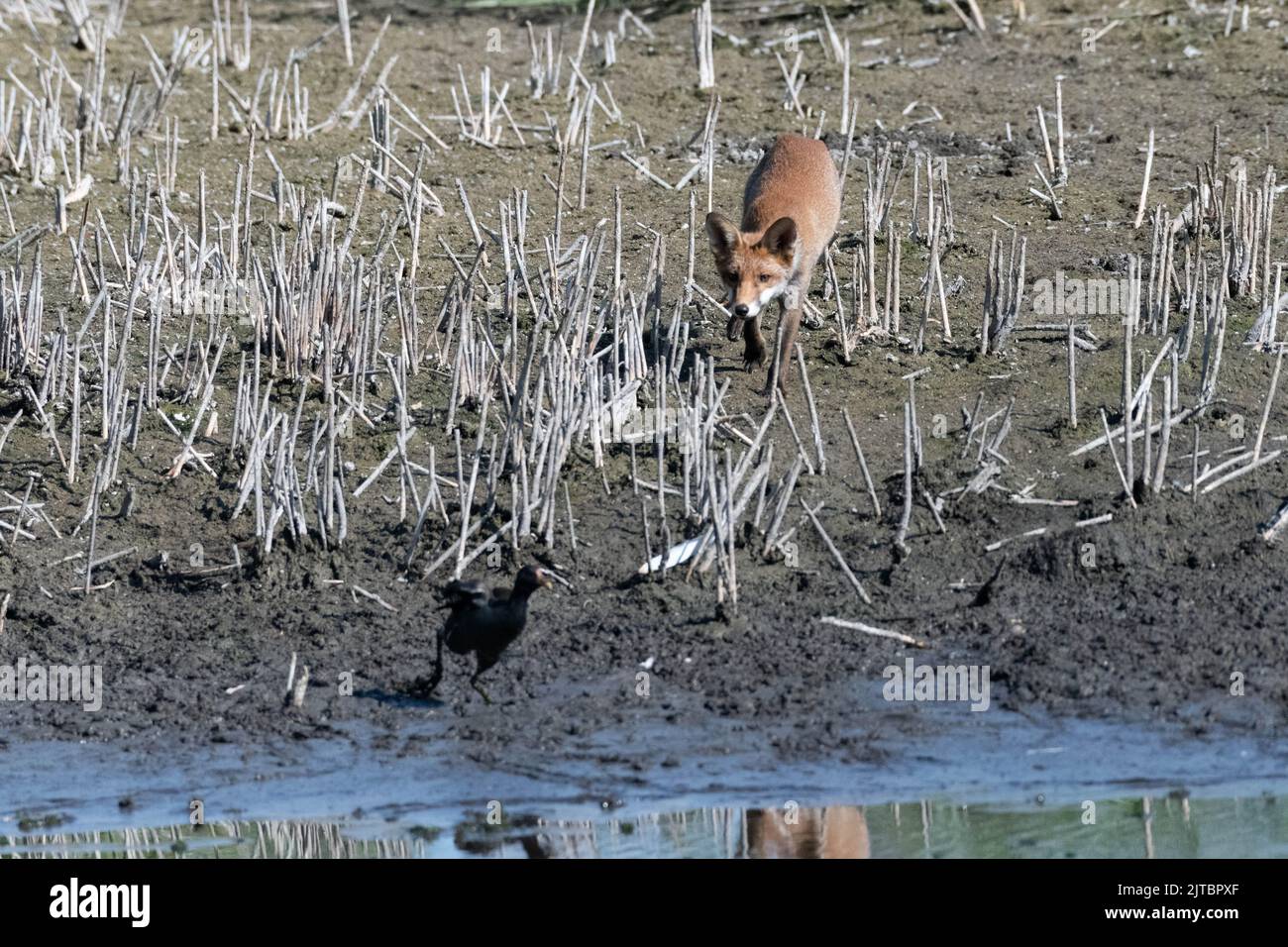 A young fox hunts a moorhen at Magor Marsh, its hot and the marsh is drying up.  Allowing the fox to get close. Stock Photo