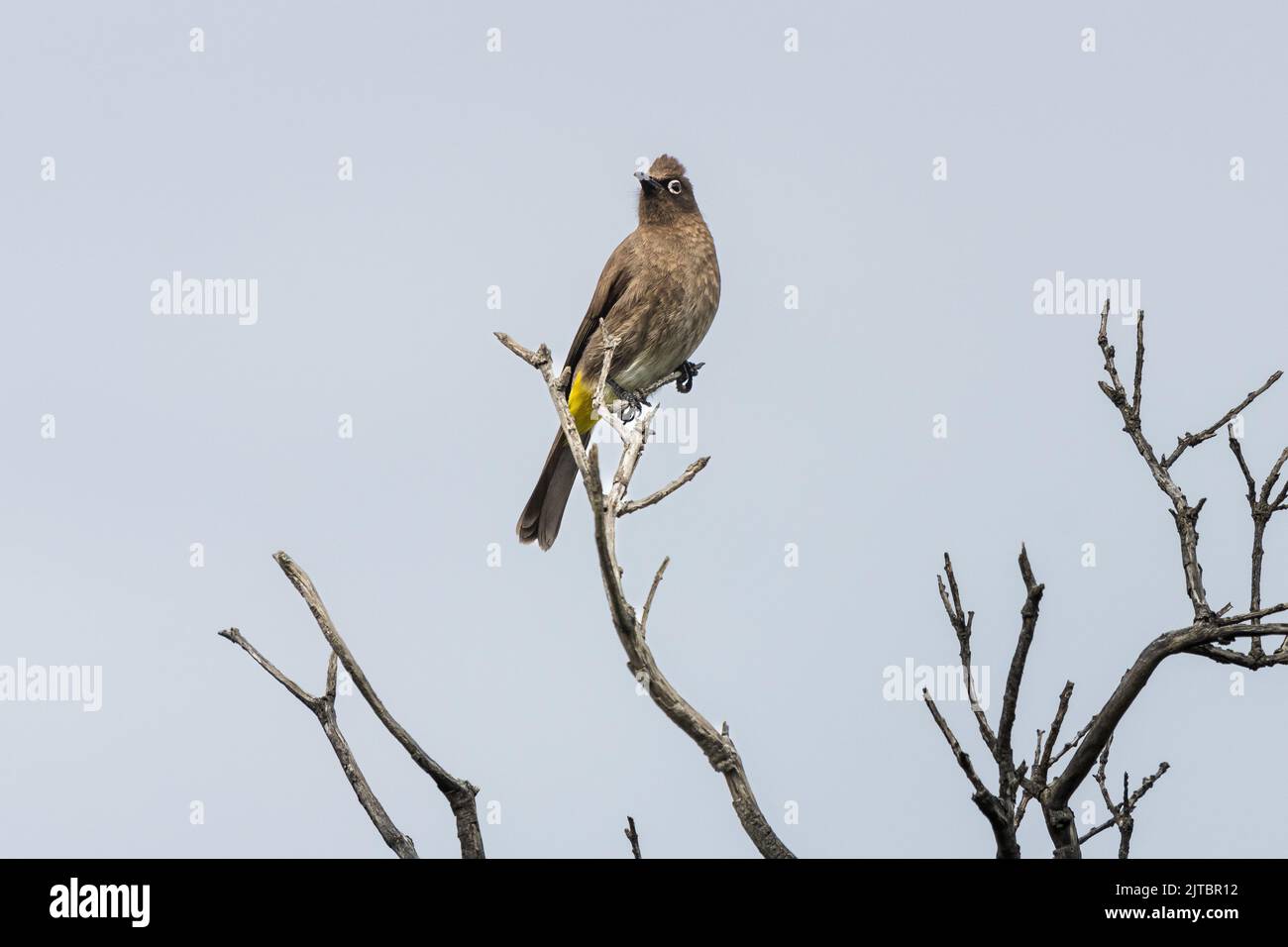 A cape bulbul perched on dried branches in the woods Stock Photo