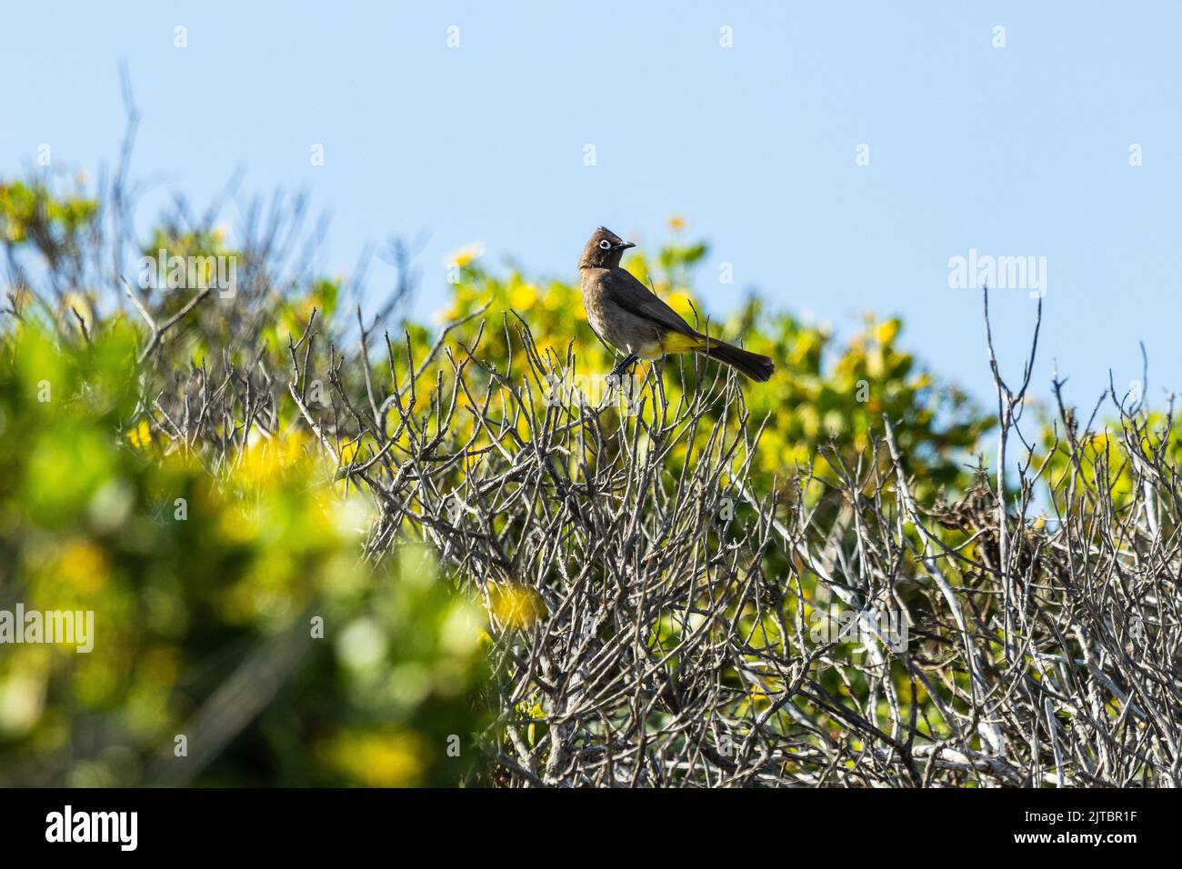A soft focus of a cape bulbul perched on dried branches in the woods Stock Photo