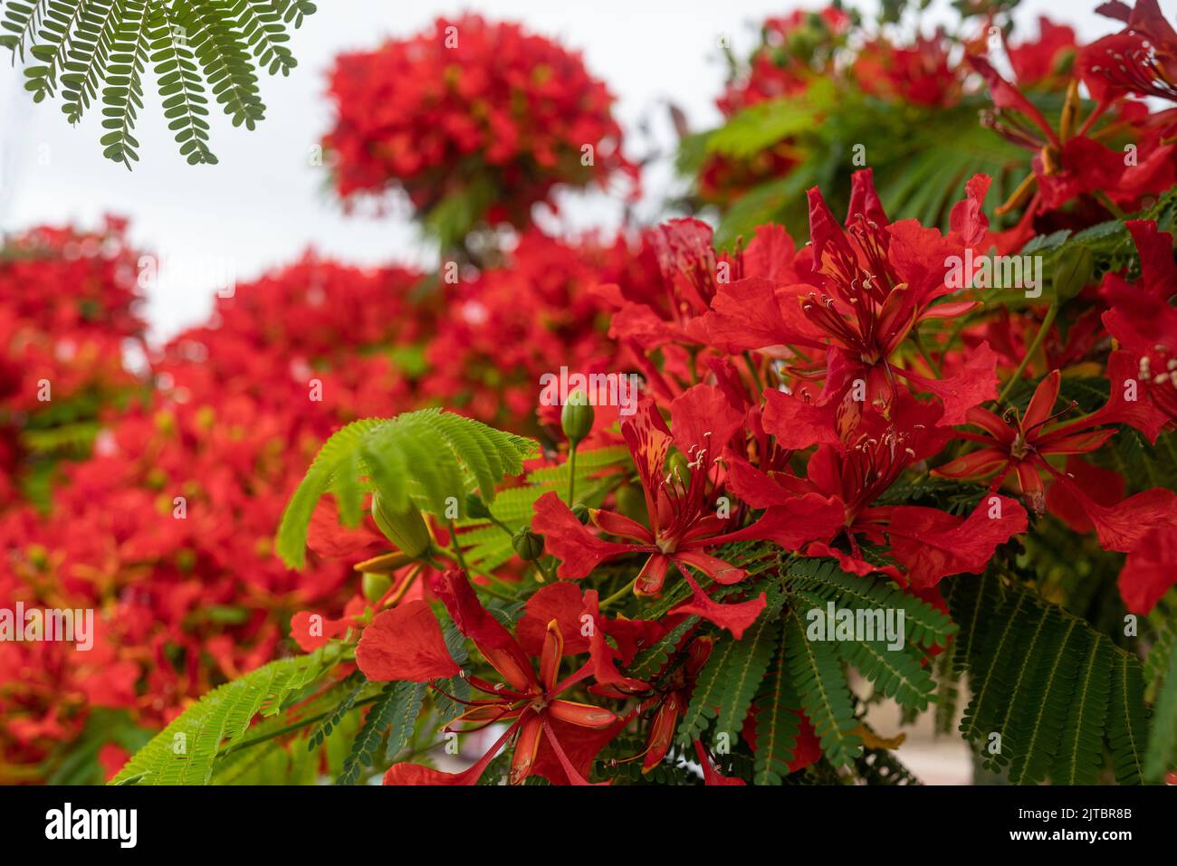 Red flowers background. Delonix regia, a bean ornamental tree Stock Photo