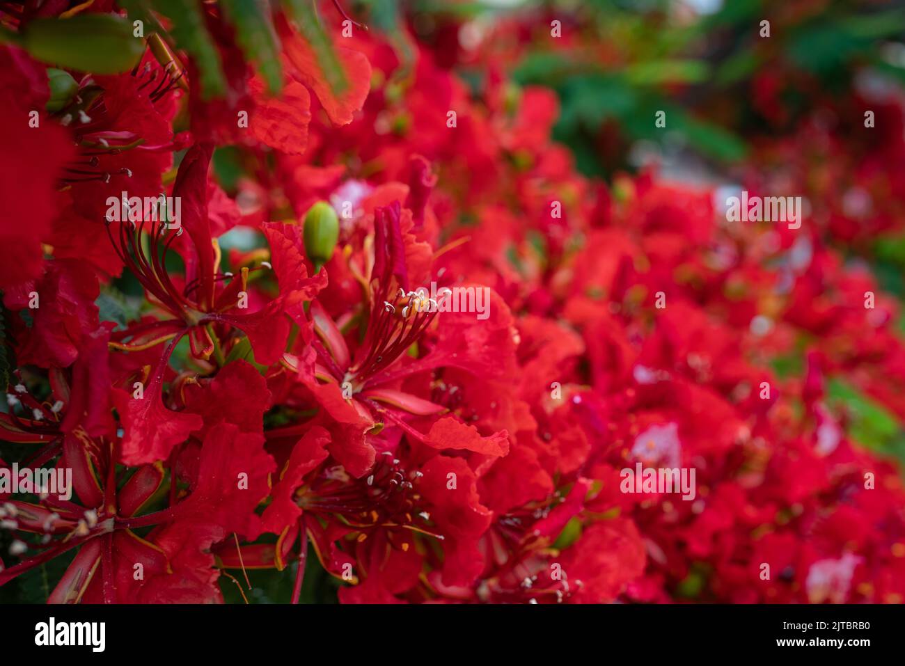 Red flowers background. Delonix regia closeup, a bean ornamental tree Stock Photo