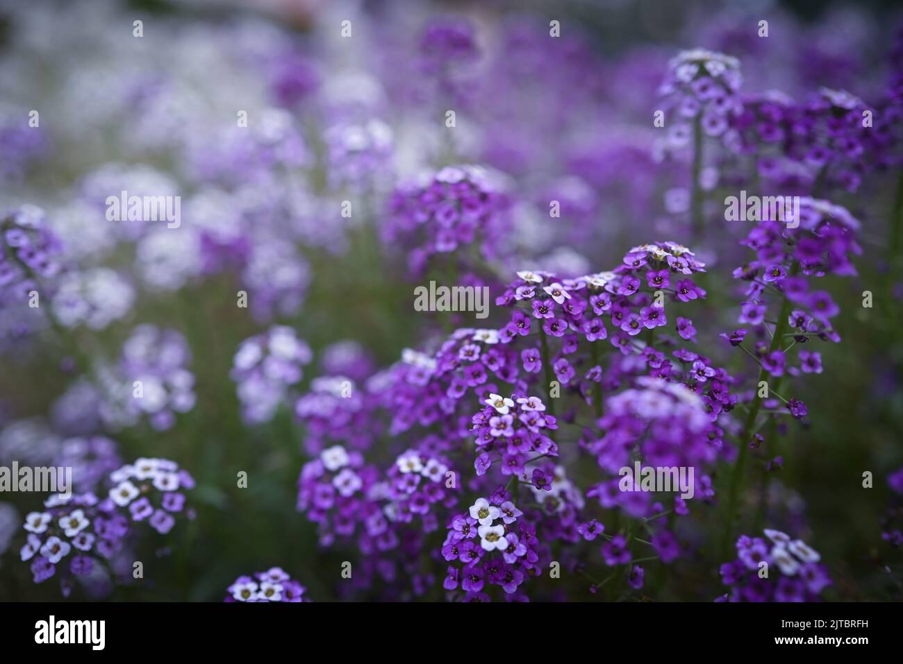 Purple flowers background. Lilac and white sweet alyssum Stock Photo ...