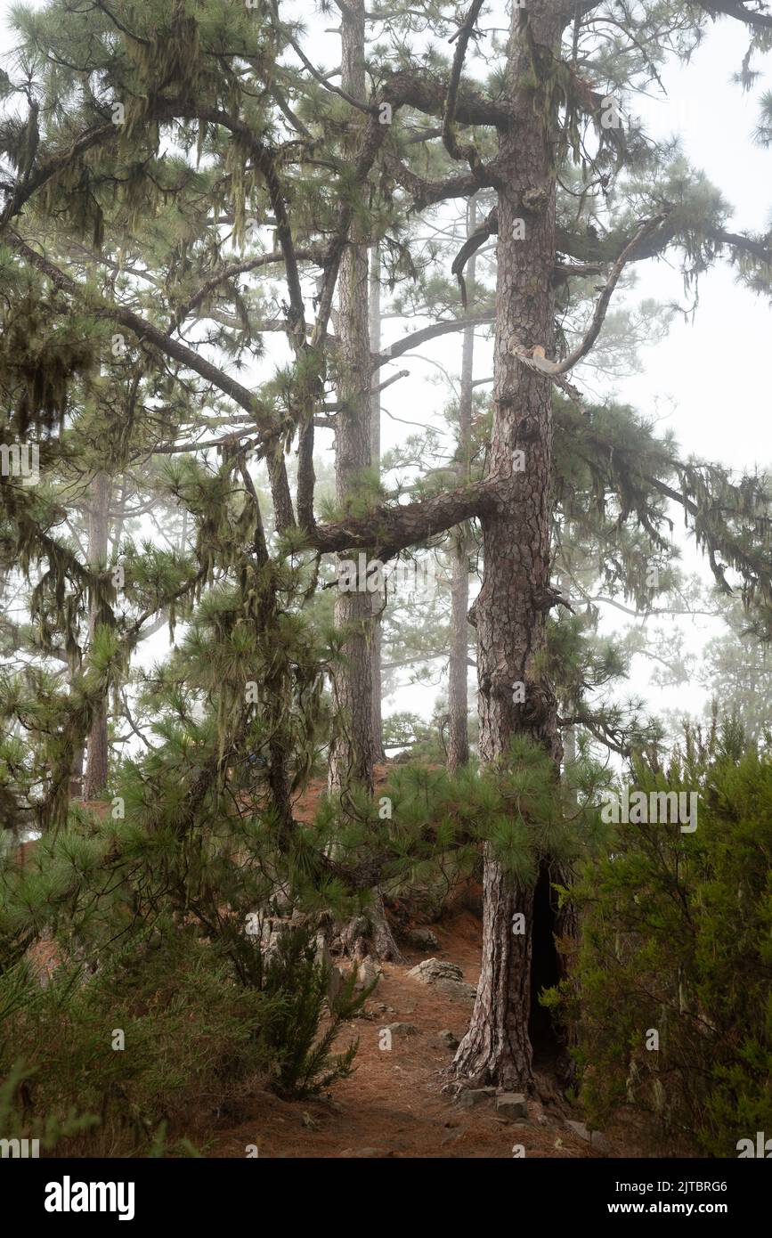 A big Canarian pine. Foggy forest path in a pine forest Stock Photo