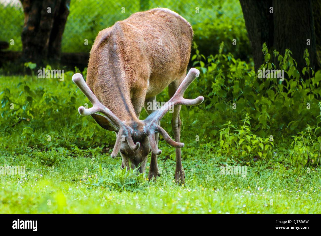 The horned deer are grazing in the meadow and trees, selective focus Stock Photo