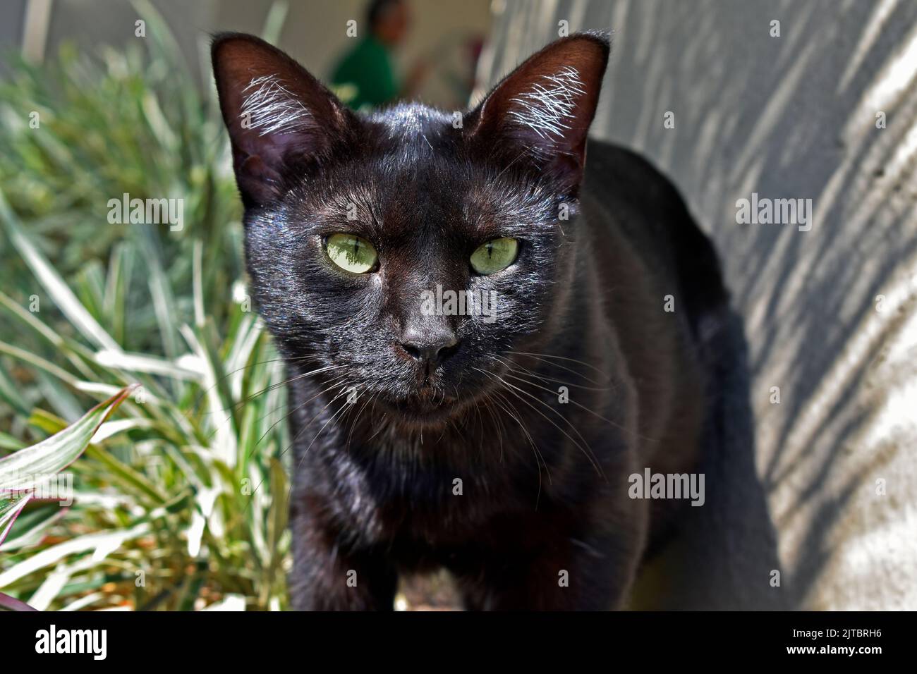 Black cat with green eyes Stock Photo Alamy