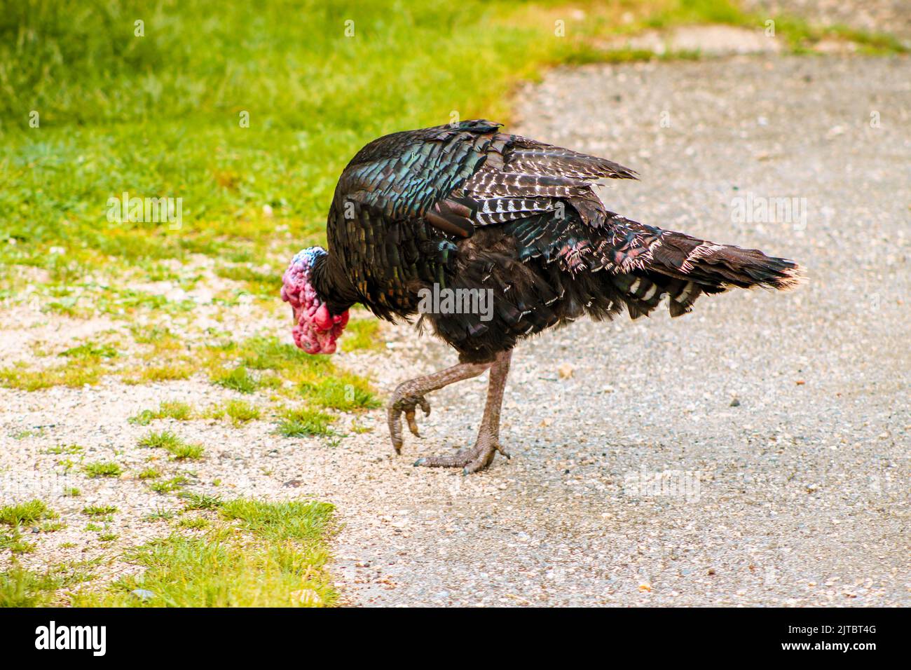 A black turkey walks alone, head bowed, selective focus Stock Photo