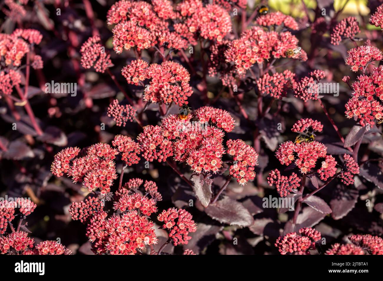 Flowering plant Hylotelephium telephium (Sedum telephium) cultivar 'Blue Pearl'. Ornamental plant in the garden. Natural floral background Stock Photo