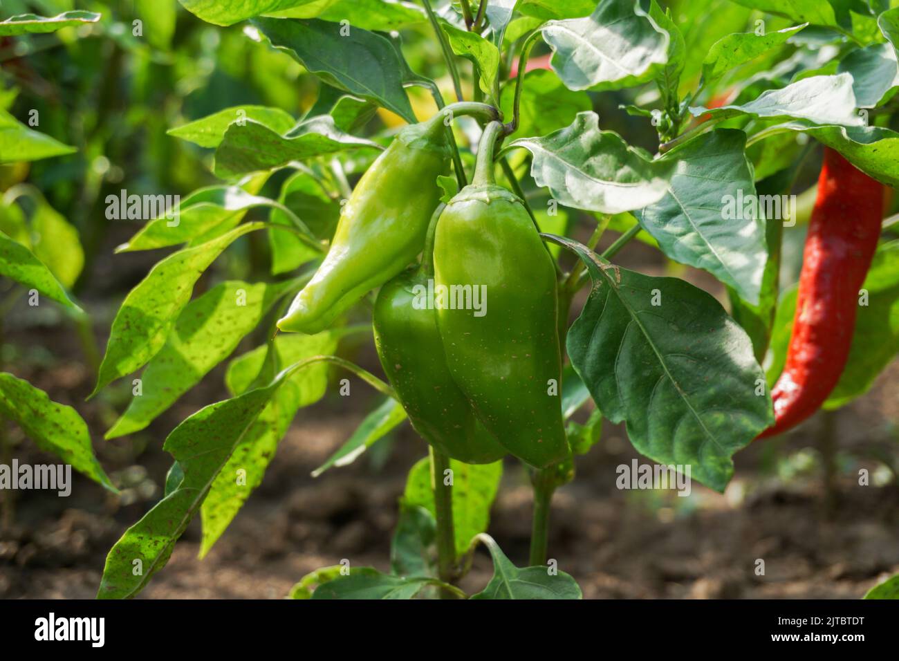 Peppers on a tree hi-res stock photography and images - Alamy