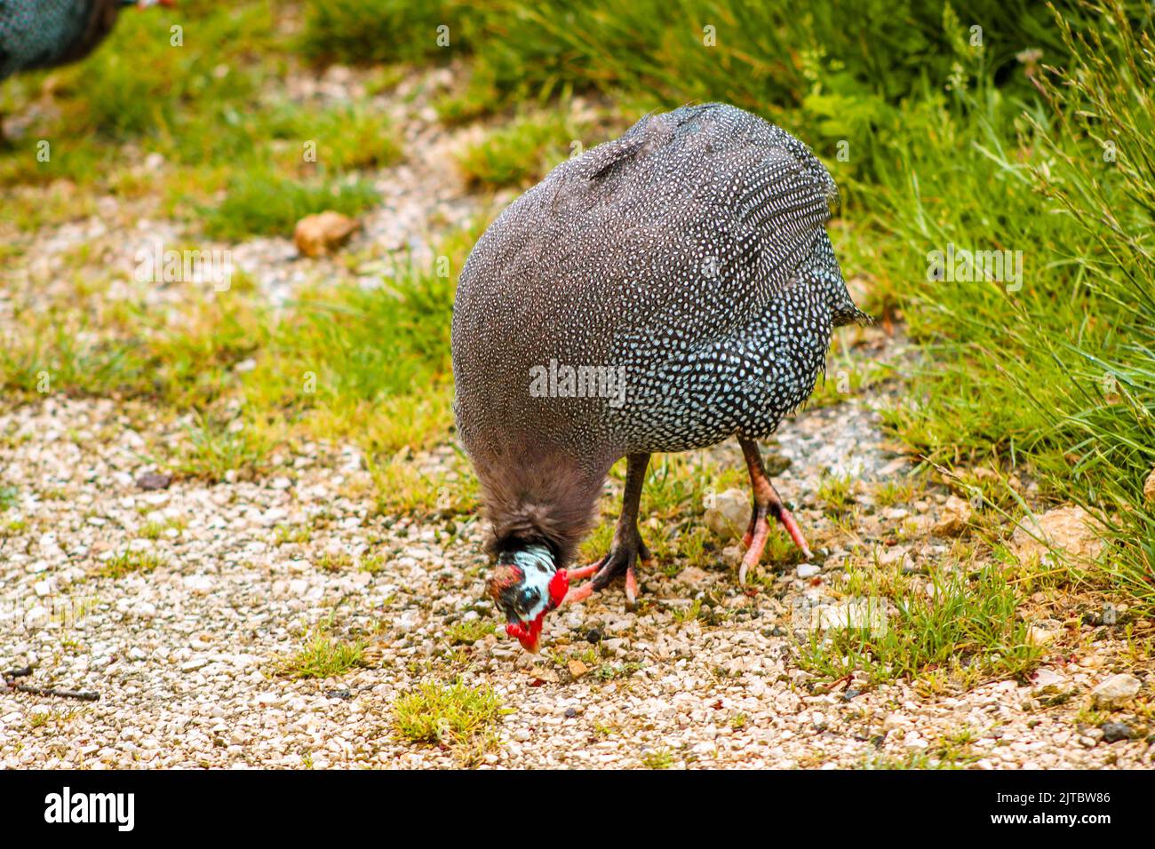 Guineafowl numididae hi-res stock photography and images - Alamy