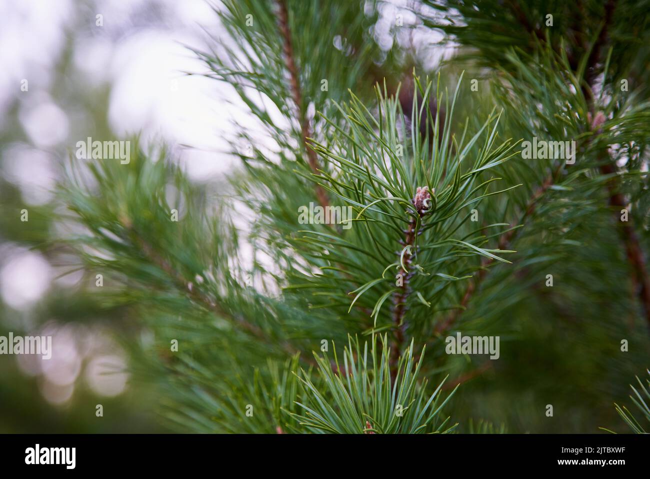 Young pine tree top mountain hi-res stock photography and images - Alamy