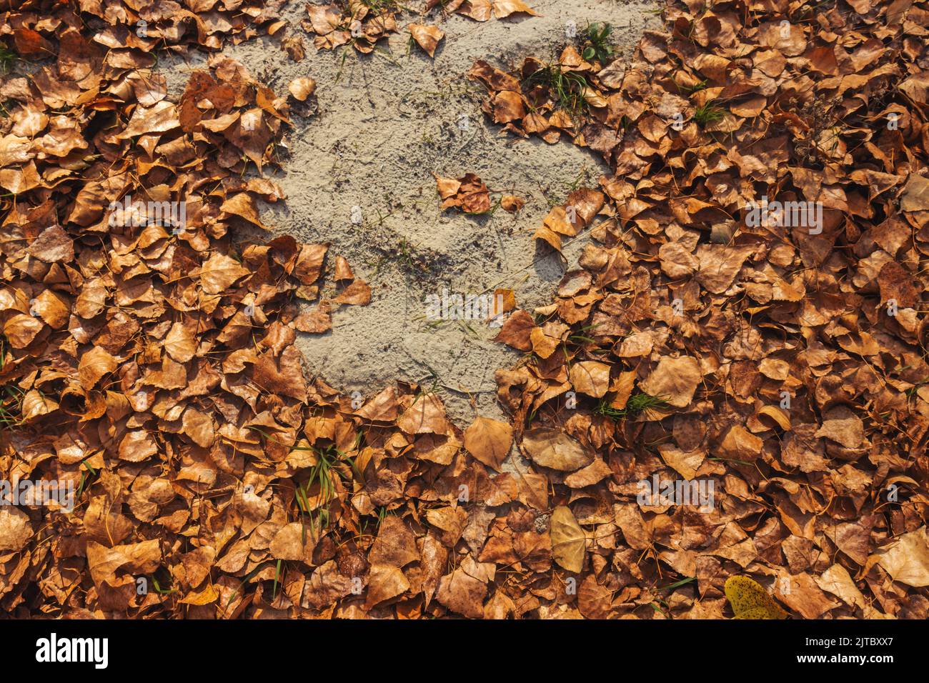 autumn leaves lie on the sand Stock Photo