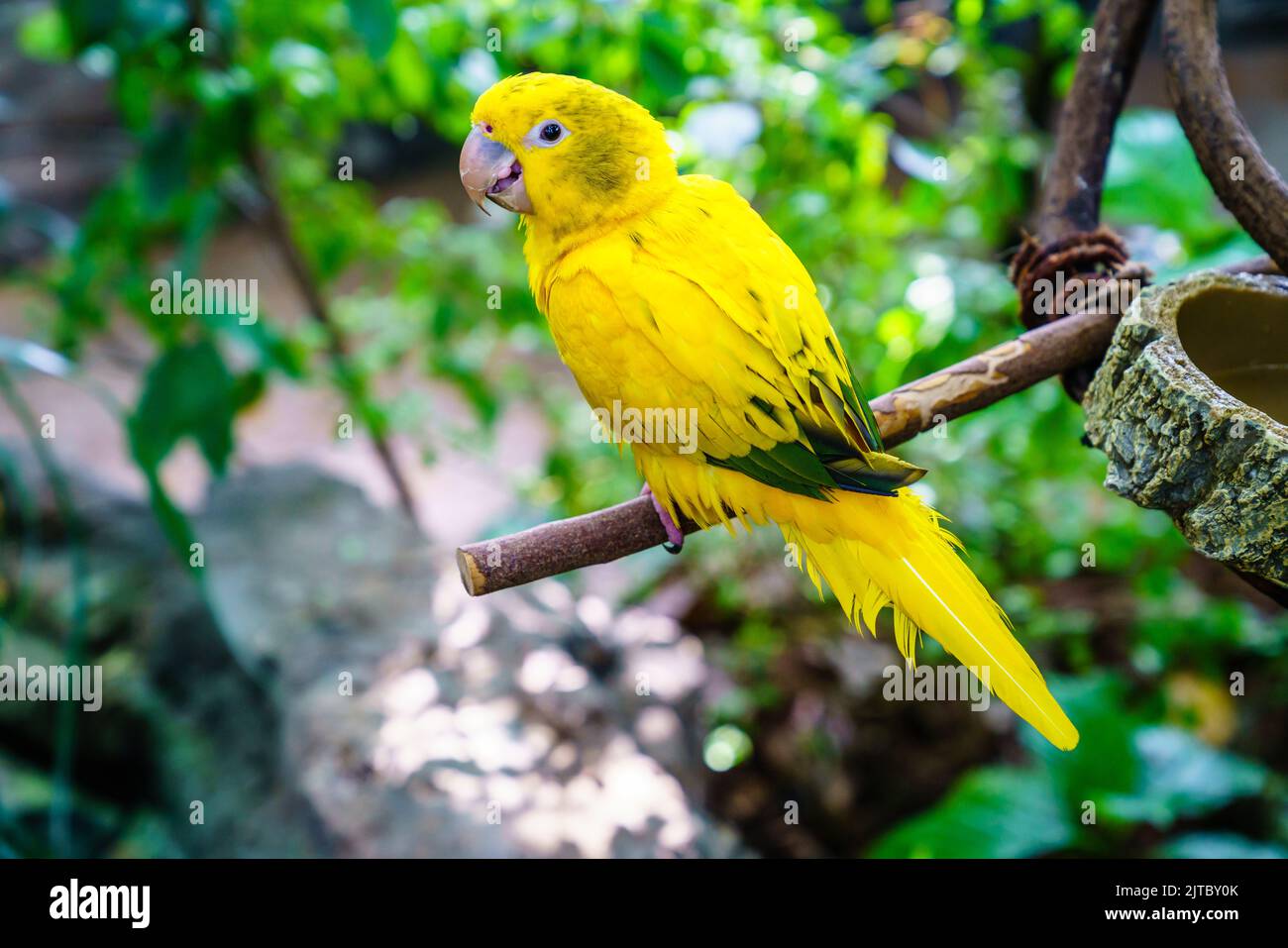 Portrait of yellow parrot in a bird sanctuary Stock Photo