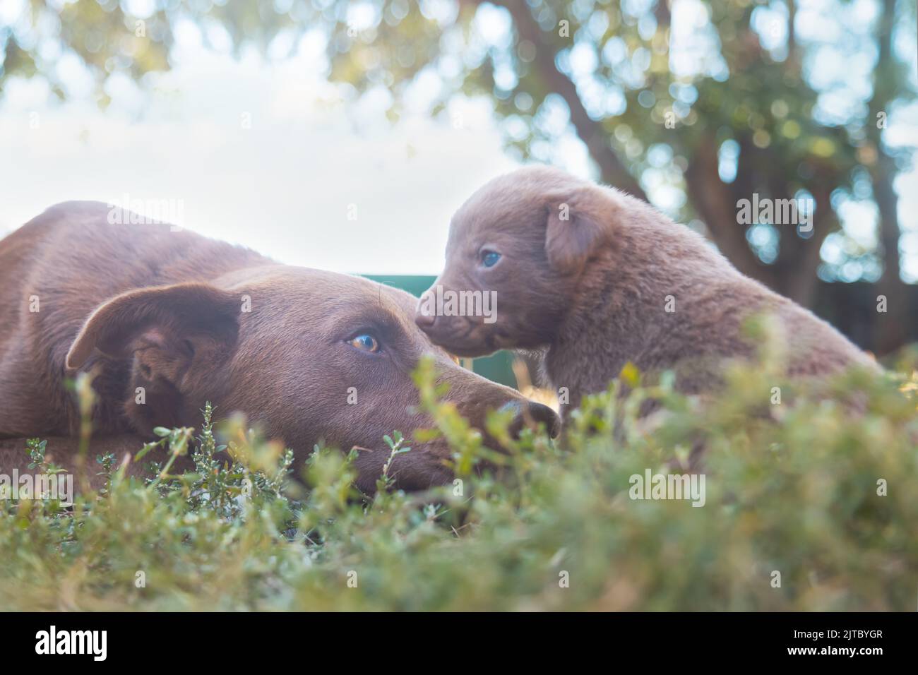 dad dog and son puppy lie in the grass Stock Photo