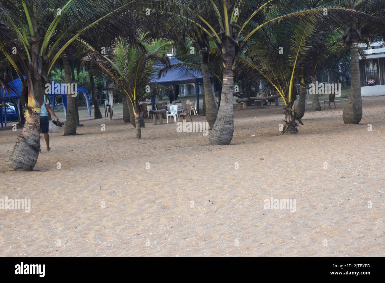 Small coconut trees at a landscape garden at a hotel which overlooks the Indian ocean in the outskirts of Colombo. Sri Lanka. Stock Photo