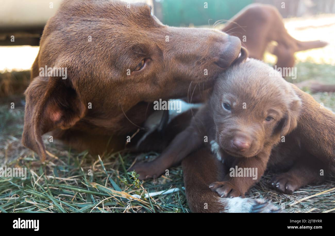 dad dog licks son puppy Stock Photo