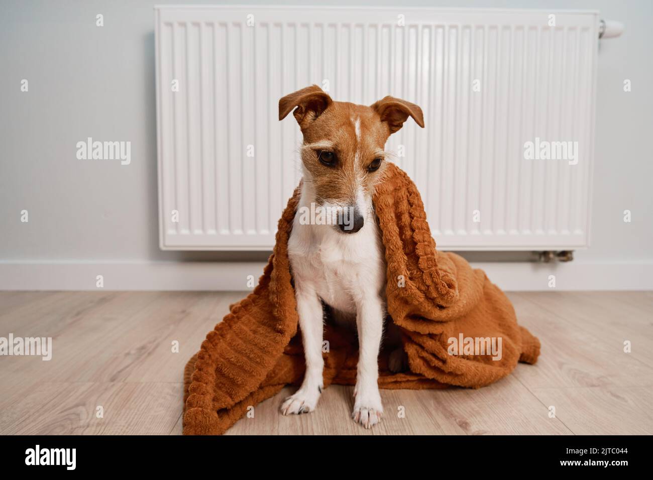 Freezing dog hires stock photography and images Alamy
