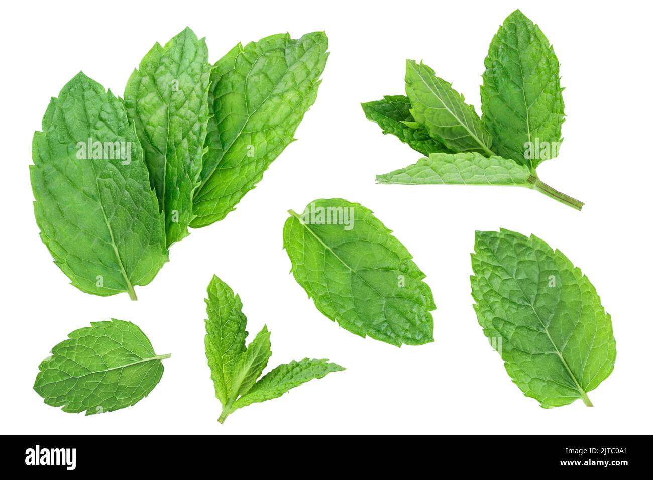 fresh mint leaves isolated on white background Stock Photo - Alamy