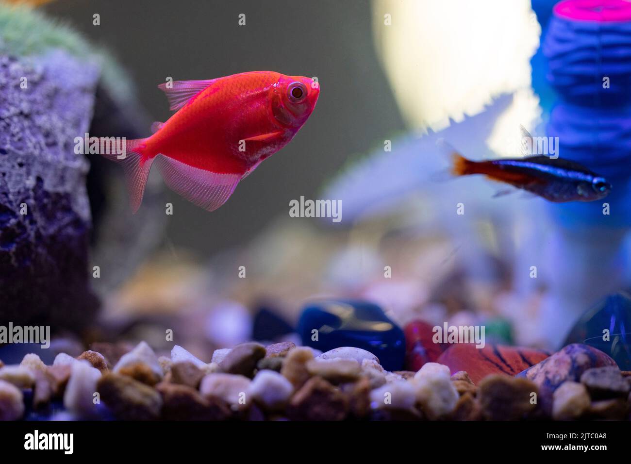 Rocks in fish tank hi-res stock photography and images - Page 2 - Alamy