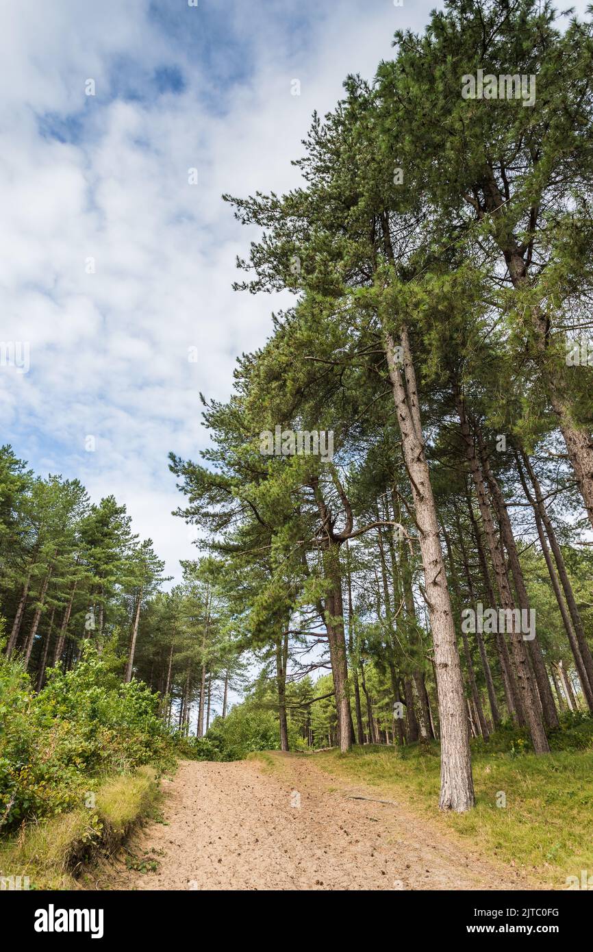 Tall pine trees flank a sandy pathway deep in Formby Woods near Liverpool. Stock Photo