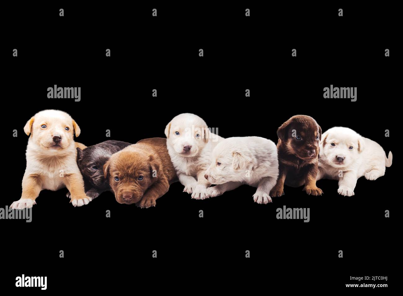 puppies isolated on black background Stock Photo