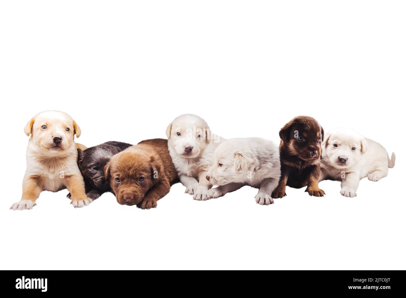 puppies isolated on white background Stock Photo