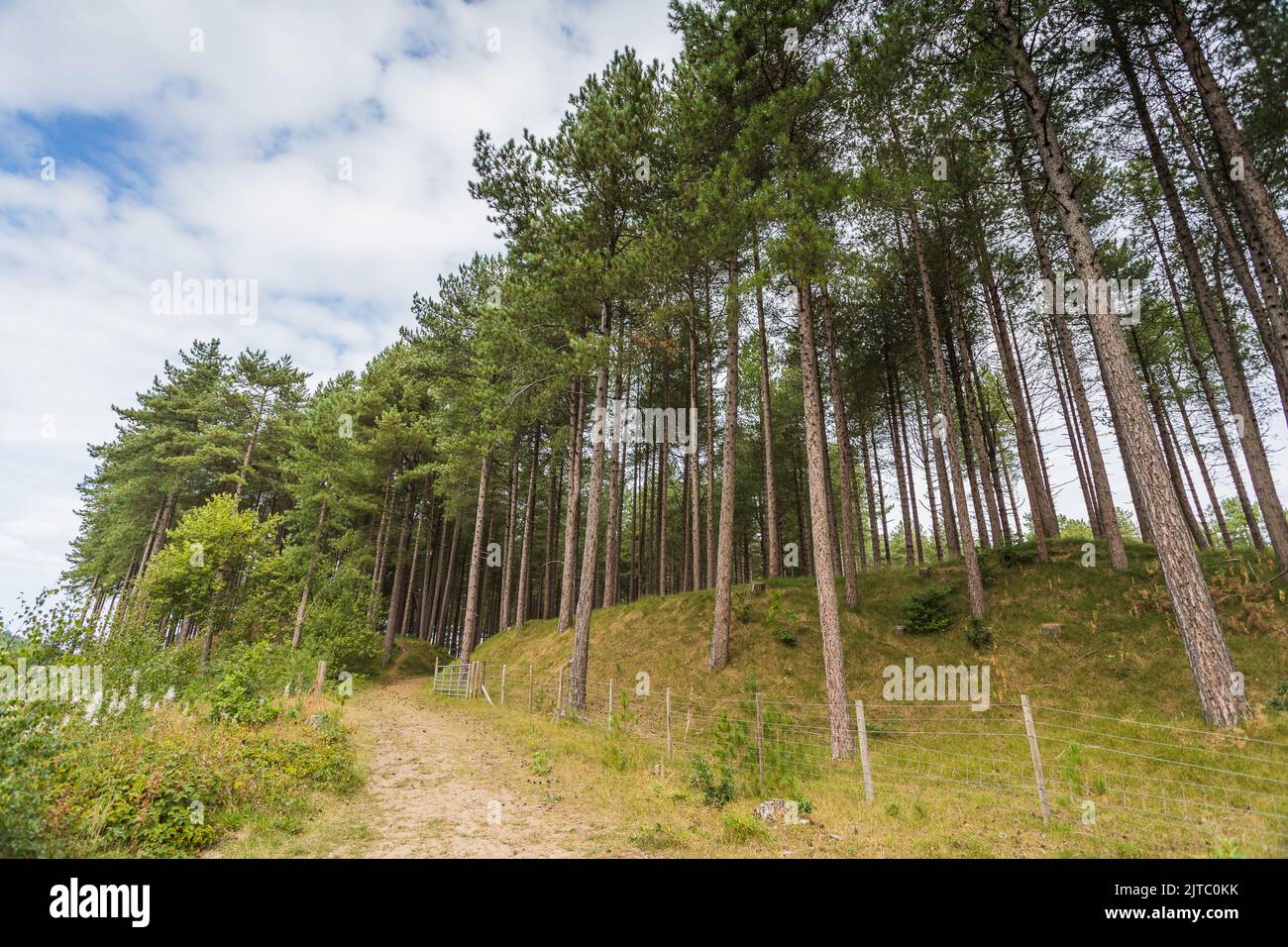 Tall and straight pine trees seen behind a fenced area on the outskirts of Formby Forest near Liverpool. Stock Photo
