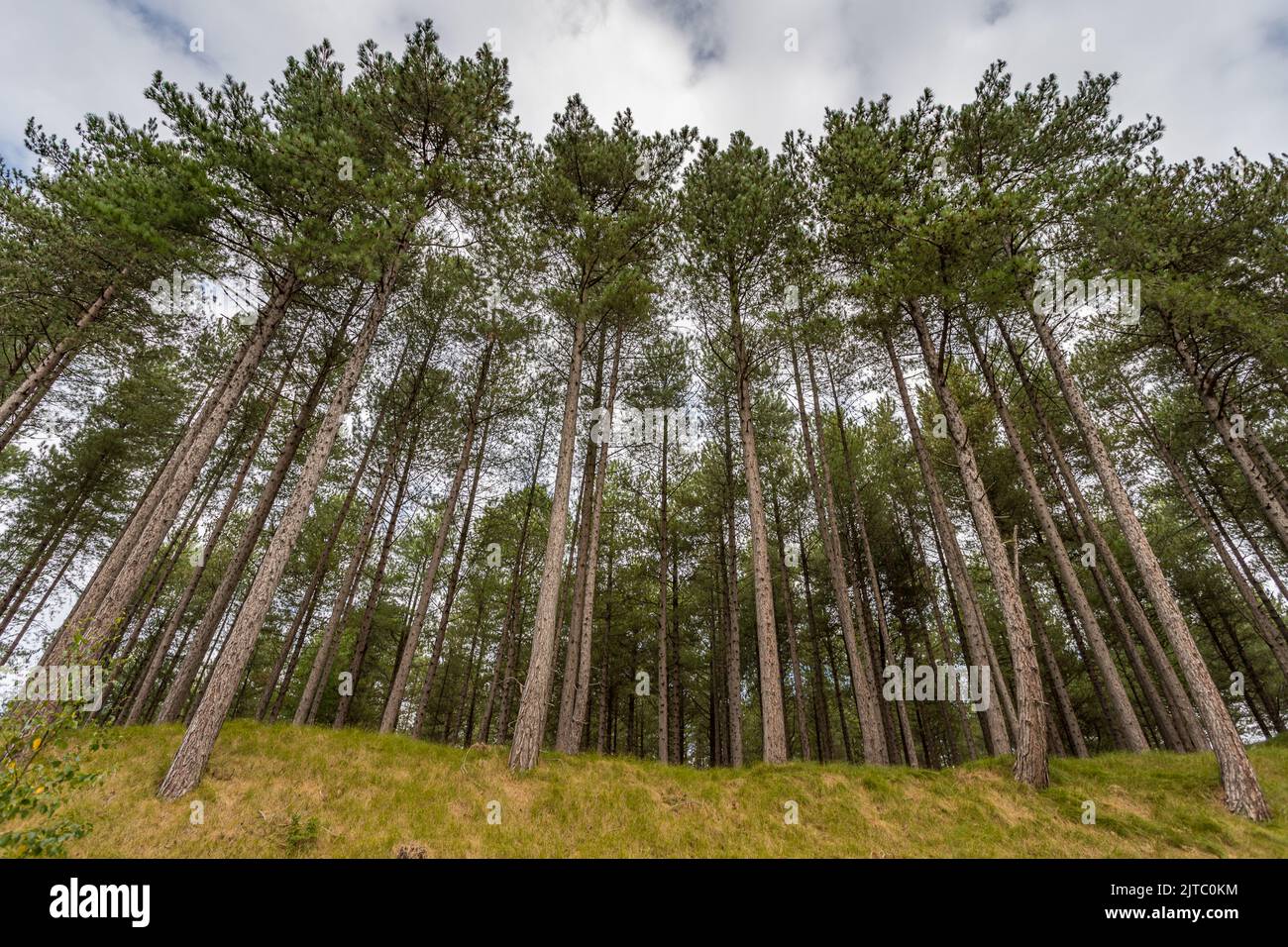 An HDR image of tall straight trees on a hill on the edge of Formby Forest near Liverpool. Stock Photo