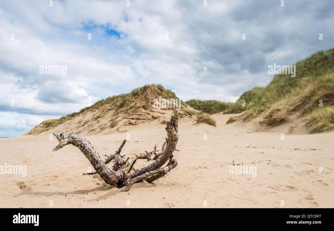 A large piece of drift wood seen on the beach between Formby and Ainsdale near Liverpool backed by gigantic sand dunes which line much of the Sefton c Stock Photo