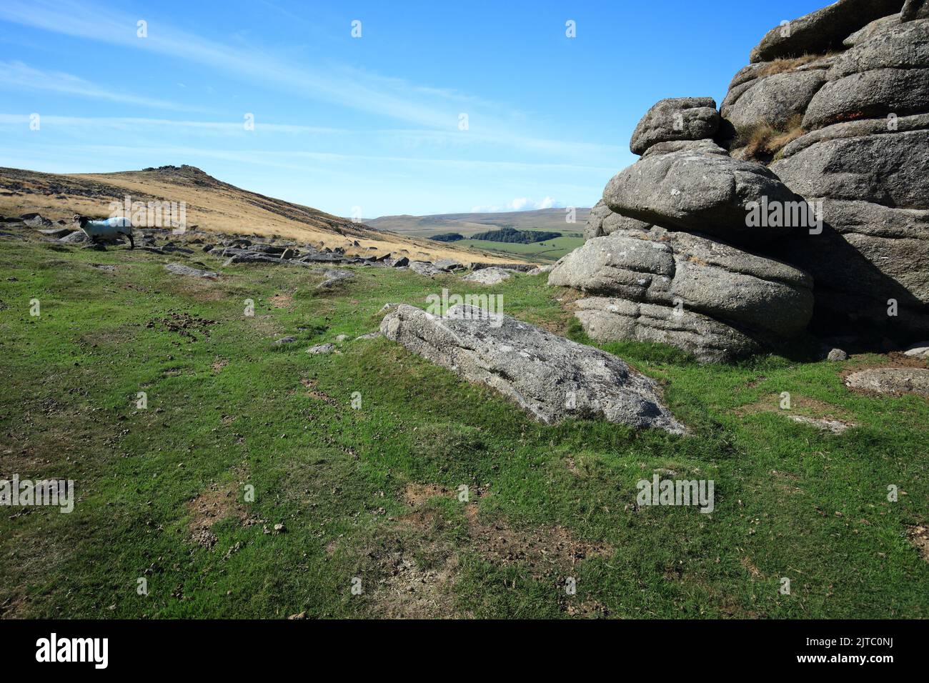 View from Belstone common, including Belstone tor, Yes tor and West Mill tor in the distance, Dartmoor, Devon, England, UK Stock Photo