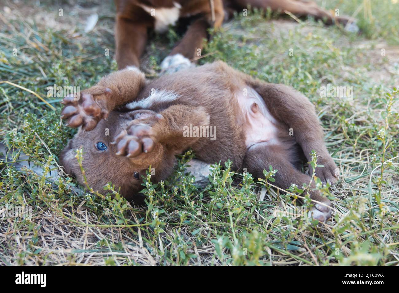 puppy that looks like a teddy bear lies in the grass Stock Photo