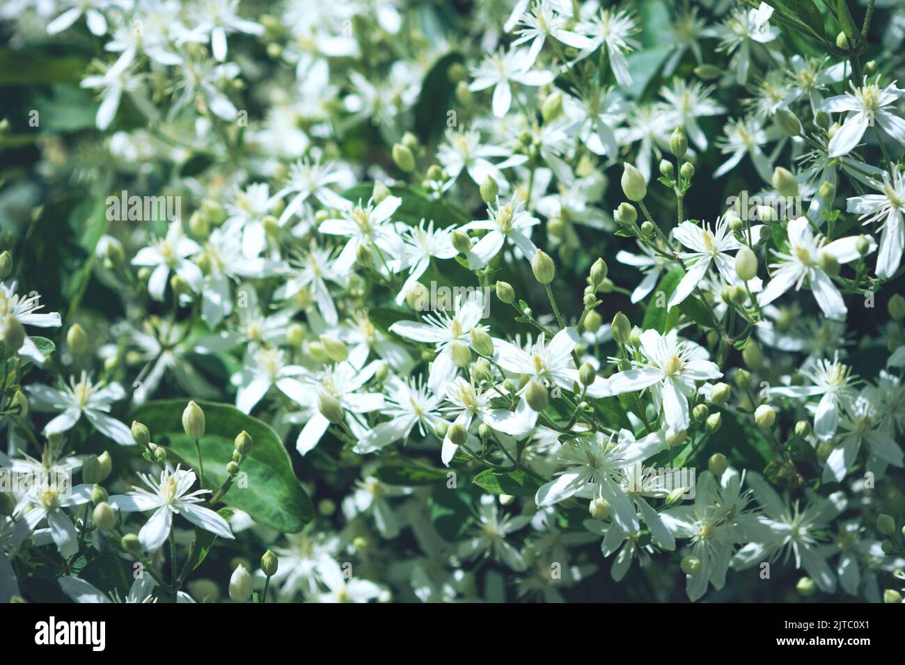 Clematis flammula fragrant white flowers texture in spring garden Stock Photo