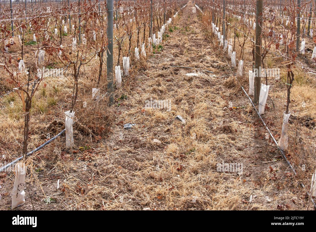 A dry vineyard in Mendoza, Argentina during winter season. Stock Photo