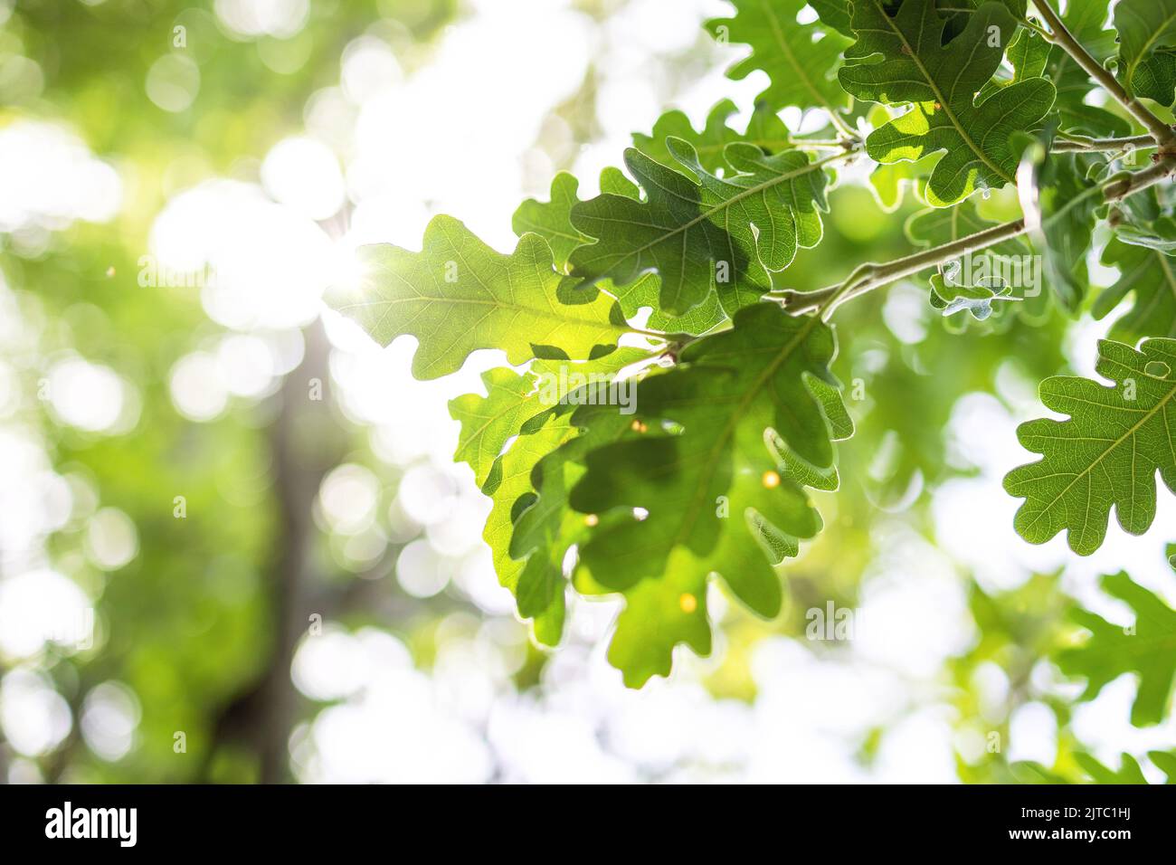 sun rays with radiant bokeh shines through forest trees Stock Photo - Alamy