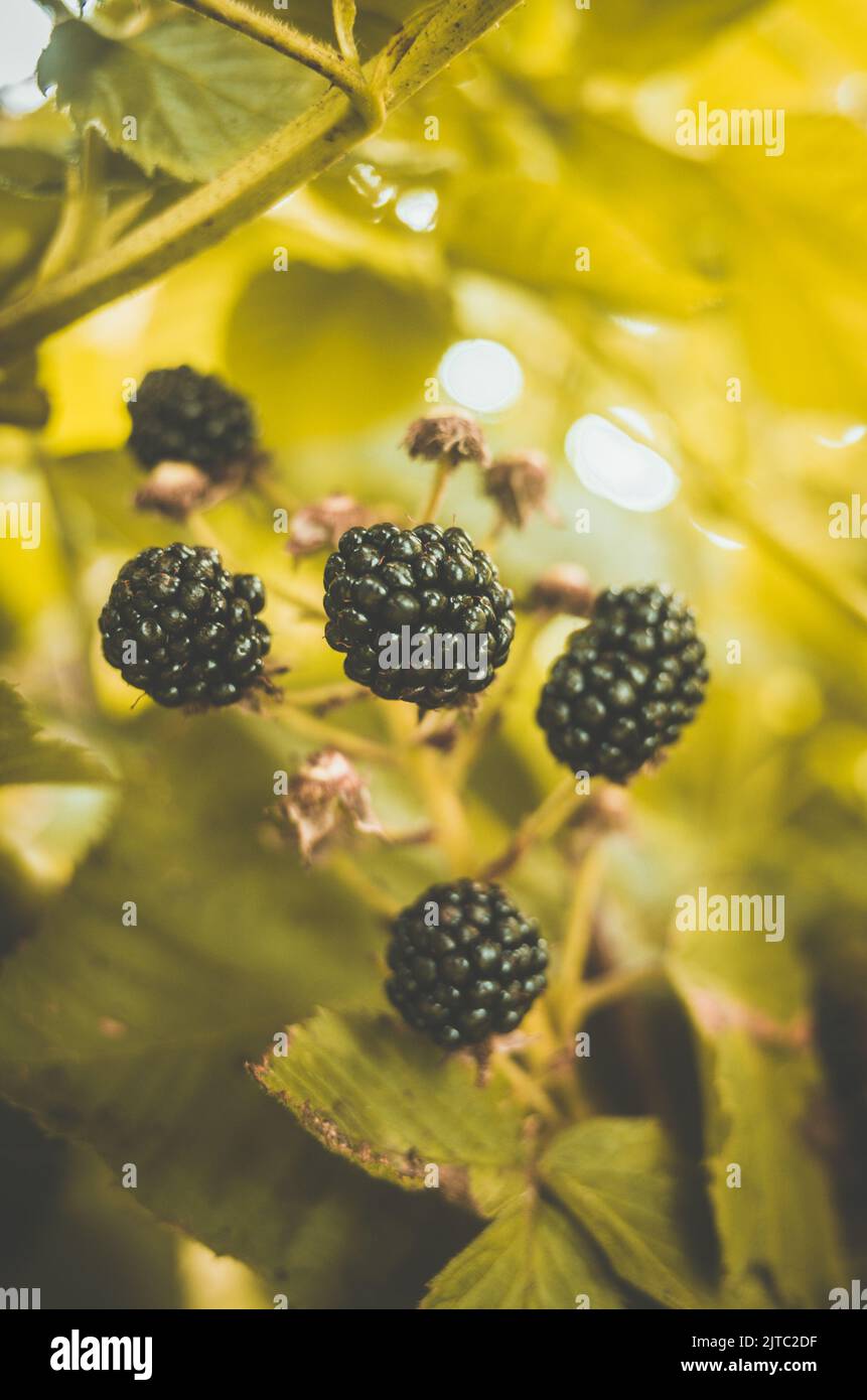 Ripe, juicy blackberry. Garden fruit bush. Beautiful natural rural
